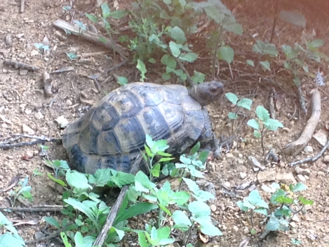 Box turtle in natural habitat