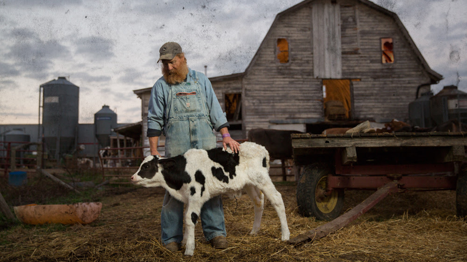 A man in overralls stands next to a cow, in front of a barn