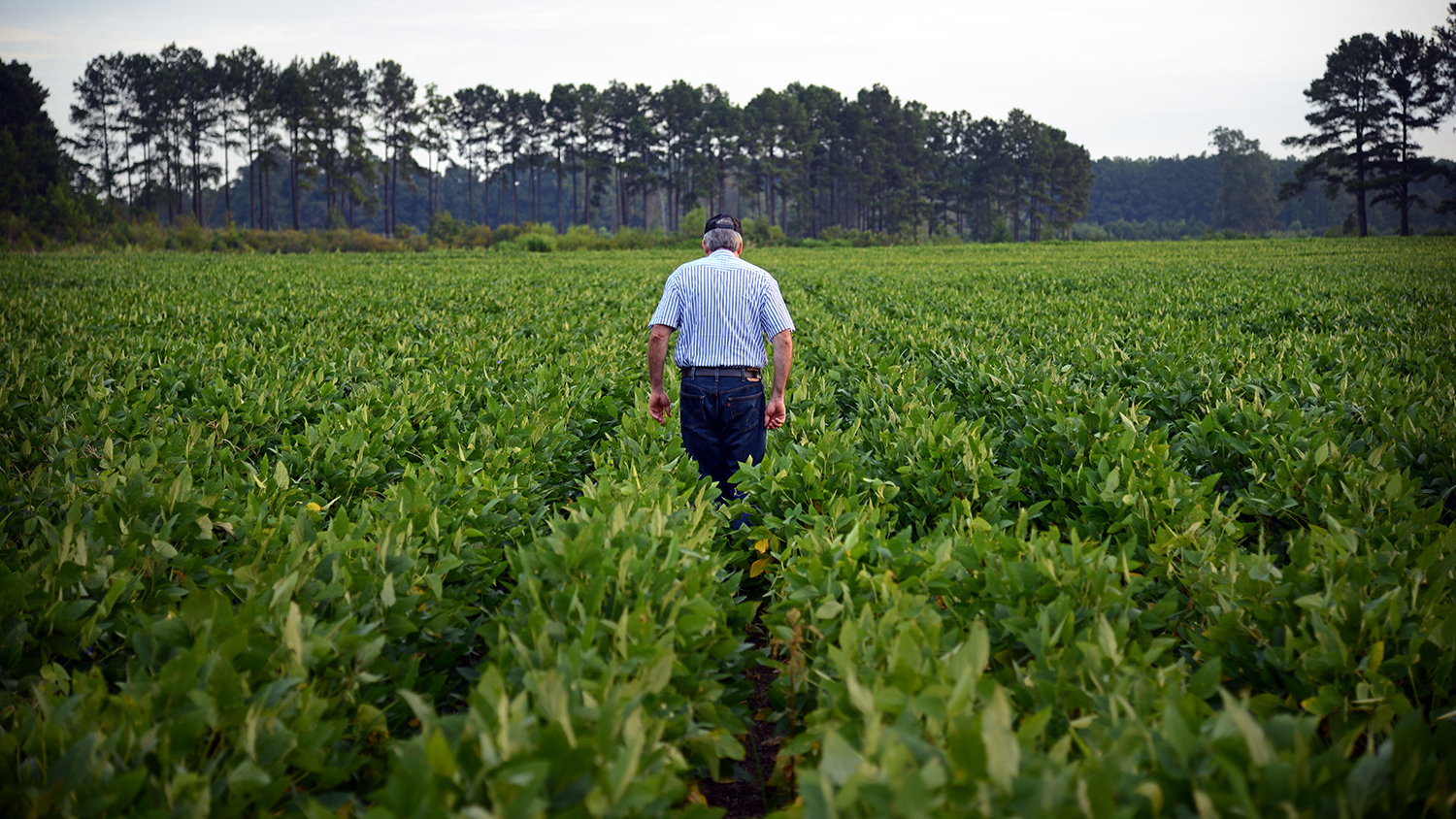 A farmer walks through a line of crops.