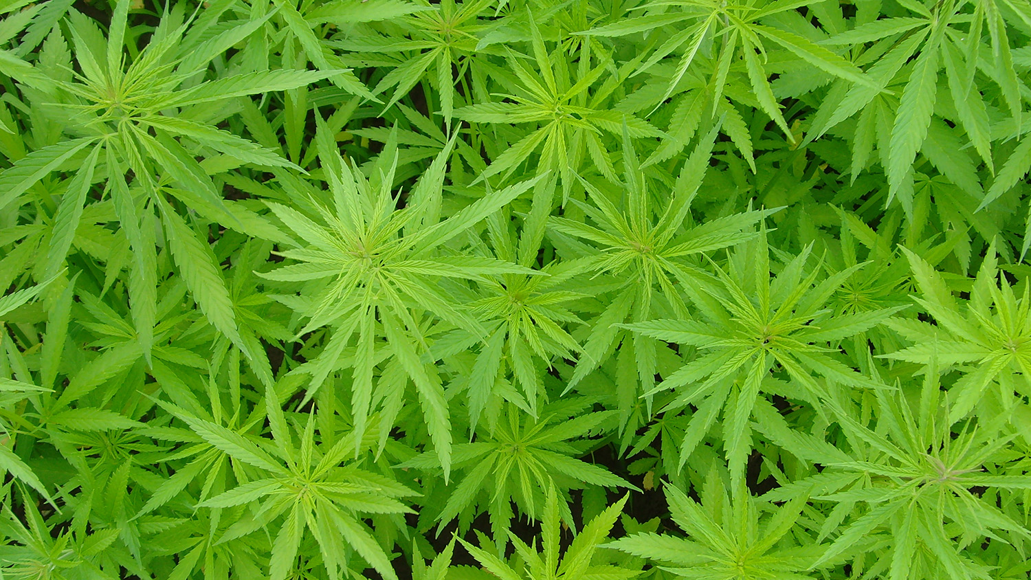 Green marijuana leaves