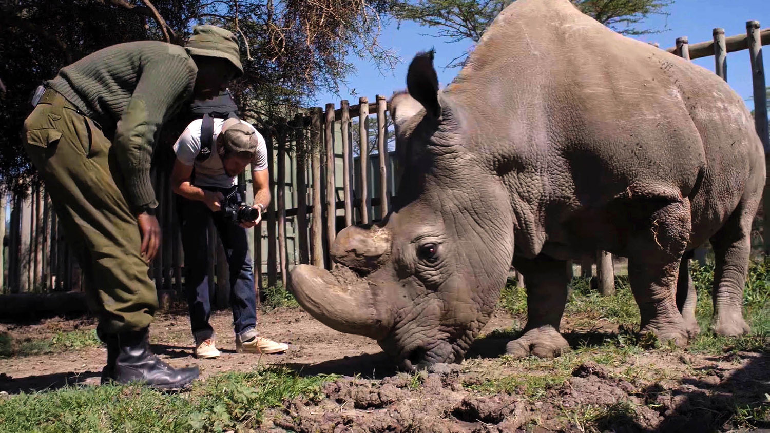 man filming rhino