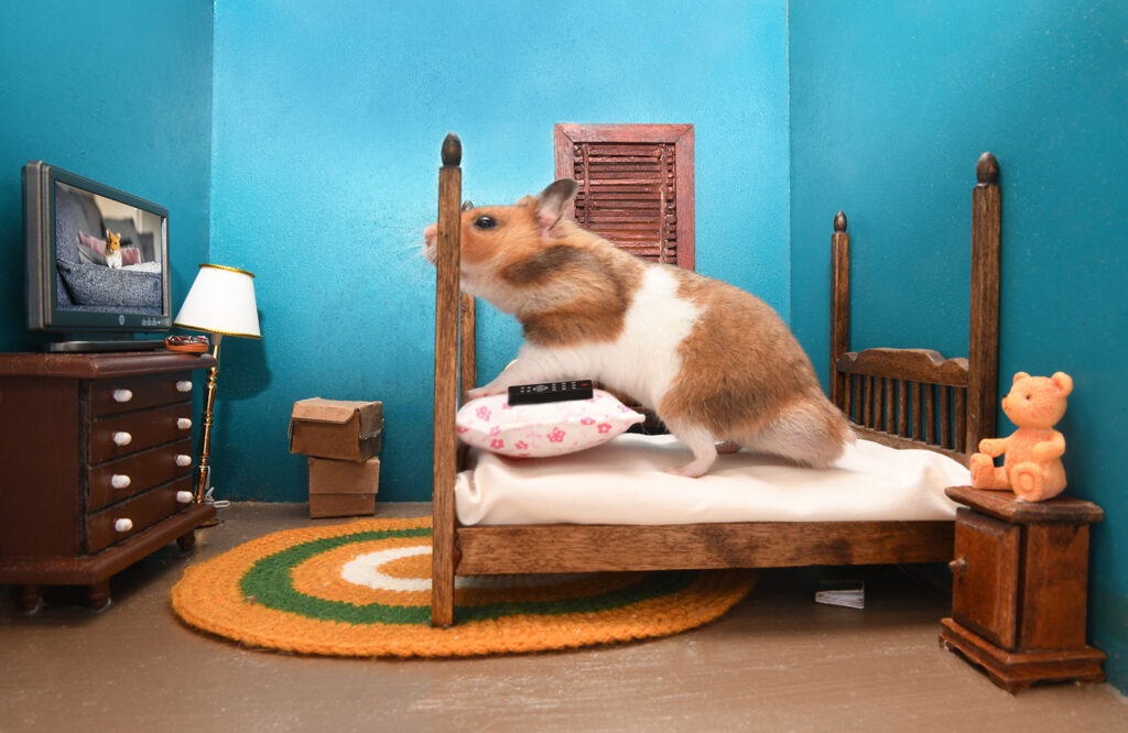 hamster watching fake tv while sitting on bed