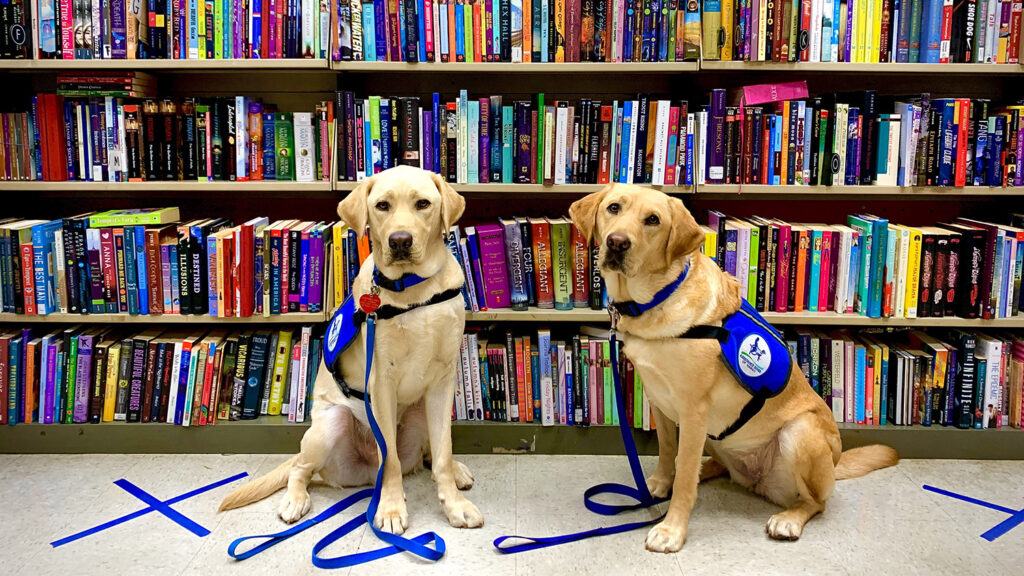 two dogs stand next to books in library