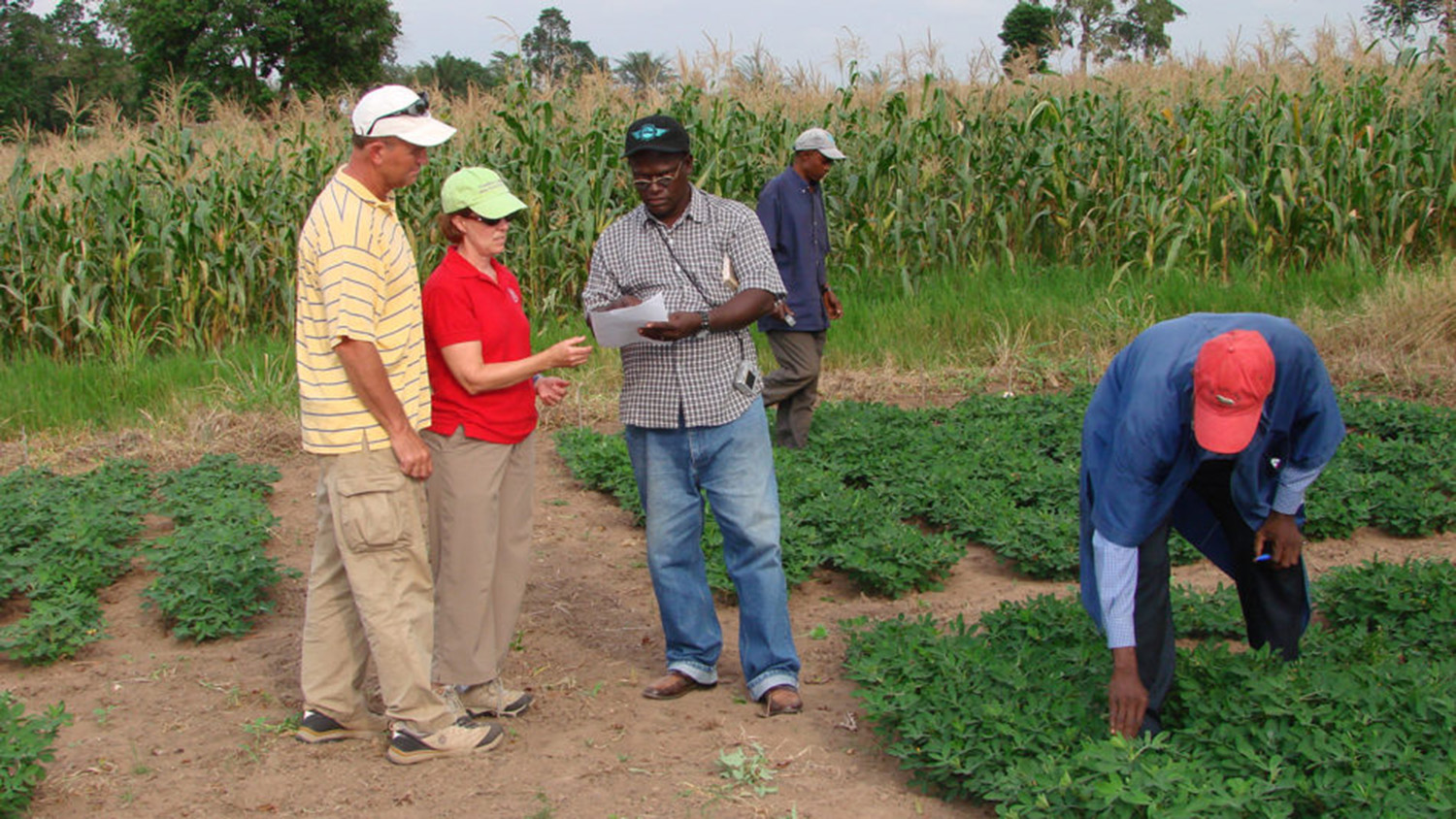 group of people working in a field
